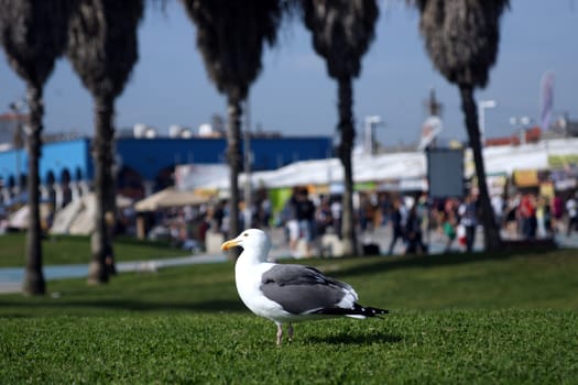 A seagull standing on a grassy lawn in Venice Beach