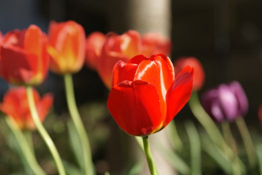 A red tulip amongst anothers in selective focus