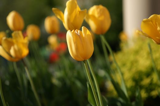 A selective focused yellow tulip amongst other flowers