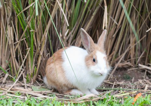 Brown and White sitting a Rabbit