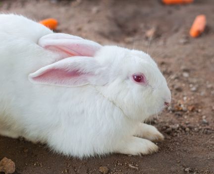 White Rabbit and eye red lying on the ground