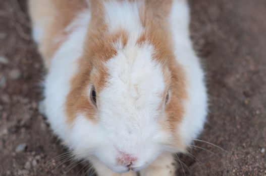 Brown and White Rabbit lying on the ground