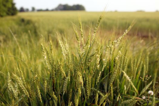 A close of grain in a wheat field