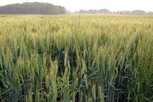 A field of grain, most likely a wheat field