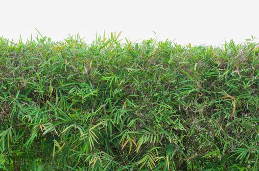 Bamboo blackground and texture on white blackground