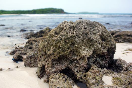 Coral rock on a beach in Puerto Rico