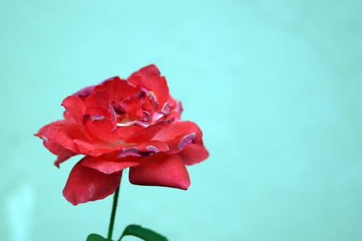 A red rose set against a blue background