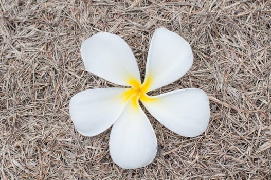 Frangipani flowers unde a tree Frangipani on grass