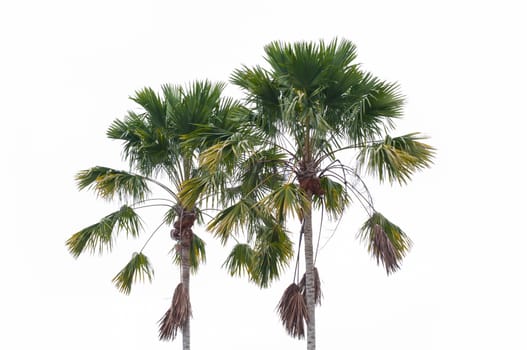 Two sugar palm on the white background