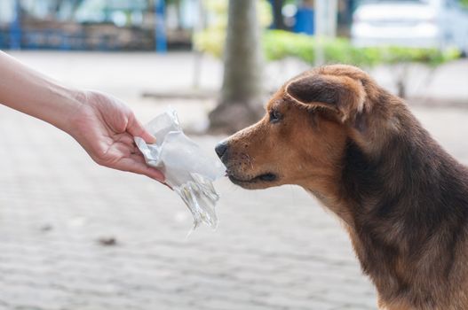 lets her poor a dog lick food