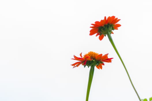 Red gerbera flower. Isolated on white background