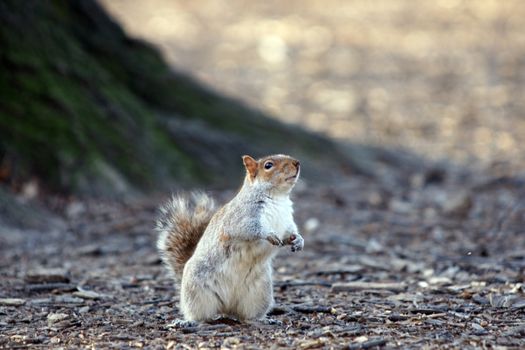 A squirrel looking for a nut in Central Park