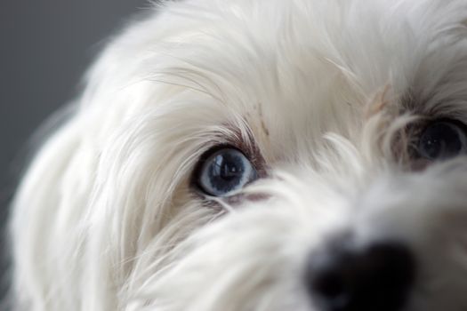 A close up of a white puppy dog with blue eyes