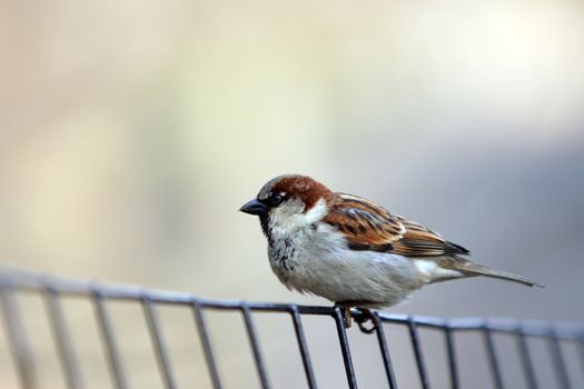 A small bird (finch) standing on a wire fence