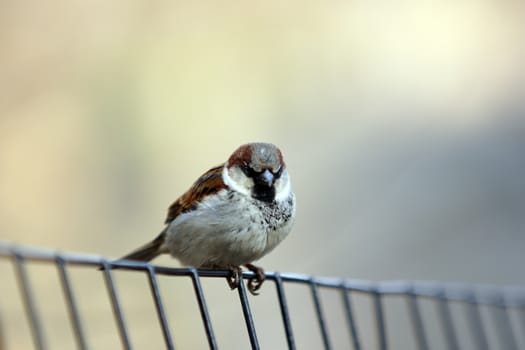 A small bird (finch) standing on a wire fence