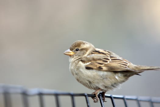 A small bird (finch) standing on a wire fence