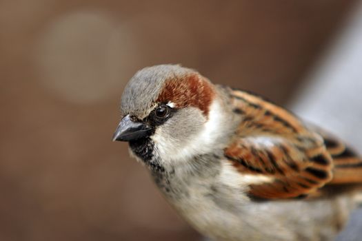 A small bird (finch) standing on a wire fence