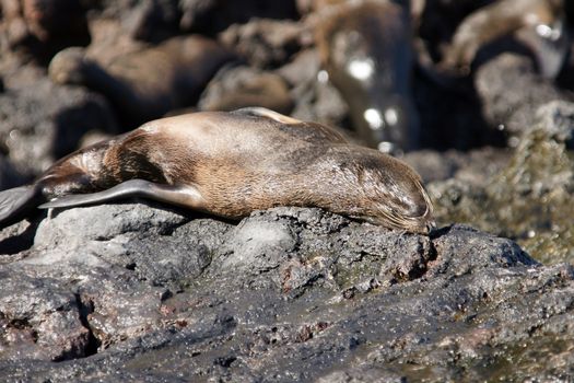 A seal on the rocks along the coast
