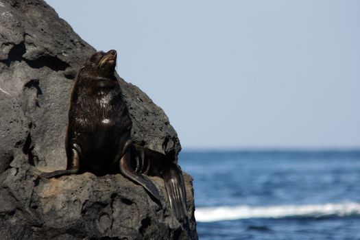 A seal on the rocks along the coast