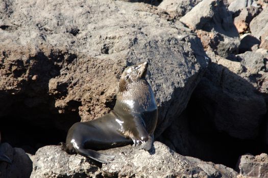 A seal on the rocks along the coast