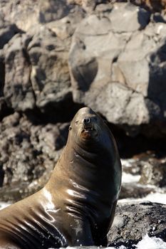 A seal on the rocks along the coast