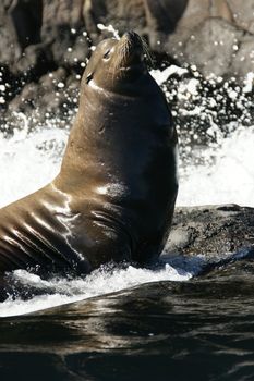 A seal on the rocks along the coast