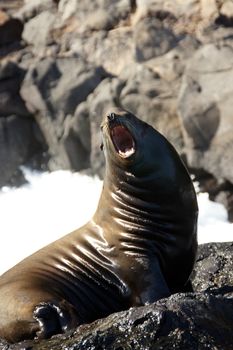 A seal on the rocks along the coast