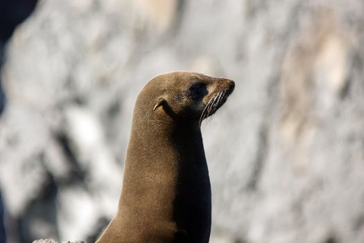 A seal on the rocks along the coast