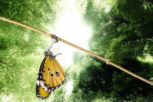 Monarch butterfly emerging from its chrysalis, in nature background