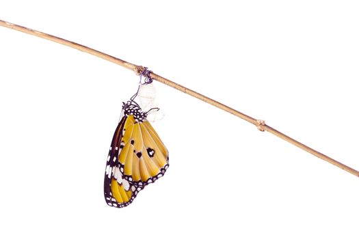Monarch butterfly emerging from its chrysalis on white background