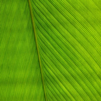 green palm leaf for background