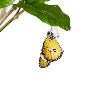 Monarch butterfly emerging from its chrysalis on leaf over white background