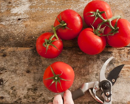 Freshly harvested ripe red grape tomatoes from the garden on the vine lying on an old wooden table with a man holding a pair of secateurs alongside, view from above