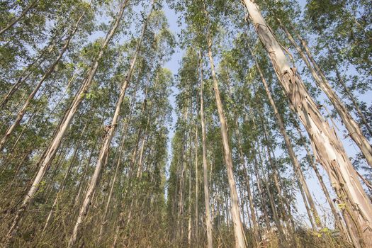 Very high of Eucalyptus tree in the forests
