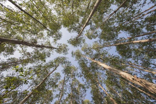 Very high of Eucalyptus tree in the forests