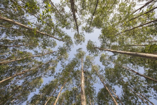 Very high of Eucalyptus tree in the forests