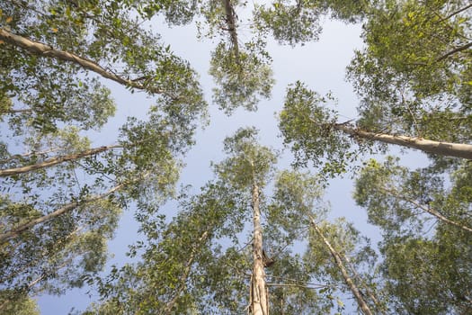 Very high of Eucalyptus tree in the forests