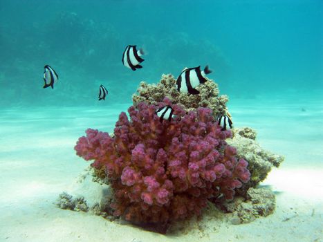 coral reef with hard coral and exotic fishes white-tailed damselfish  at the bottom of tropical sea  on blue water background