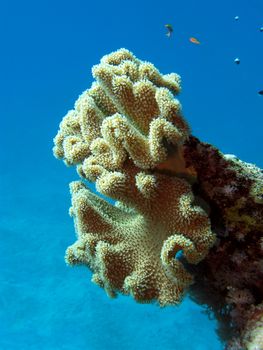 coral reef with great soft coral at the bottom of tropical sea on blue water background