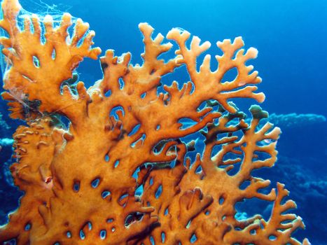 coral reef with great yellow  fire coral at the bottom of tropical sea on blue water background