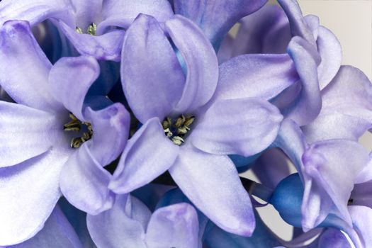 flower of purple hyacinth isolated on white background - close up