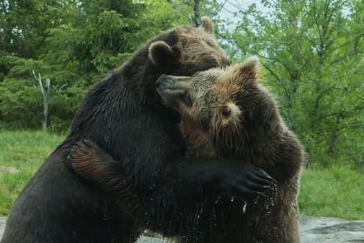 Two Grizzly (Brown) Bears Fighting and playing