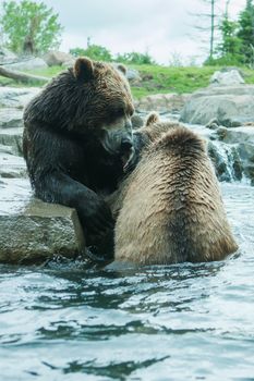 Two Grizzly (Brown) Bears Fighting and playing