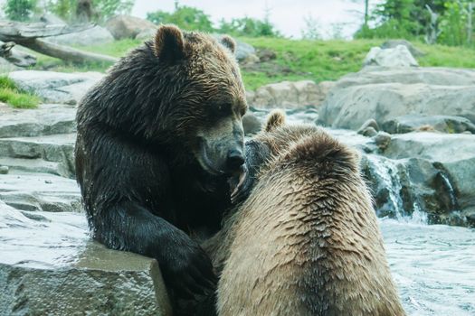 Two Grizzly (Brown) Bears Fighting and playing