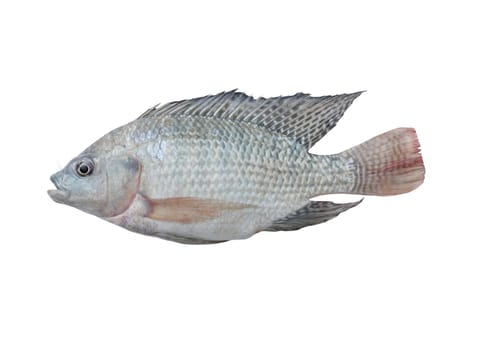Mango fish isolate on with background