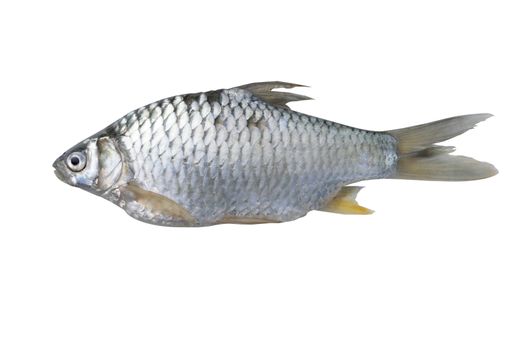 Silver barb fish isolate on with background