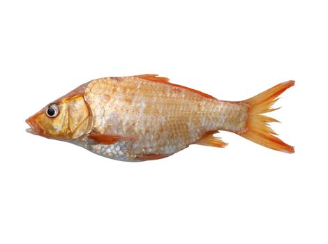 Red barb isolate on with background