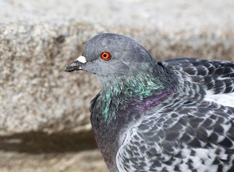 Cesar dove sitting on stairs Photographed close-up