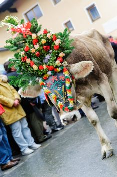 Decorated Calf going through a village in Tyrol, Austria