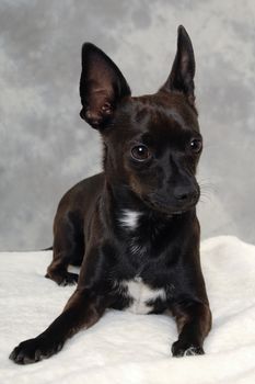 Smalle black puppy dog is resting. The breede of the dog is a mix of a chihuahua and a miniature pinscher.